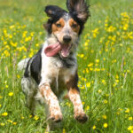 Book Your Dog Walk