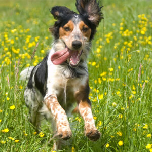Book Your Dog Walk